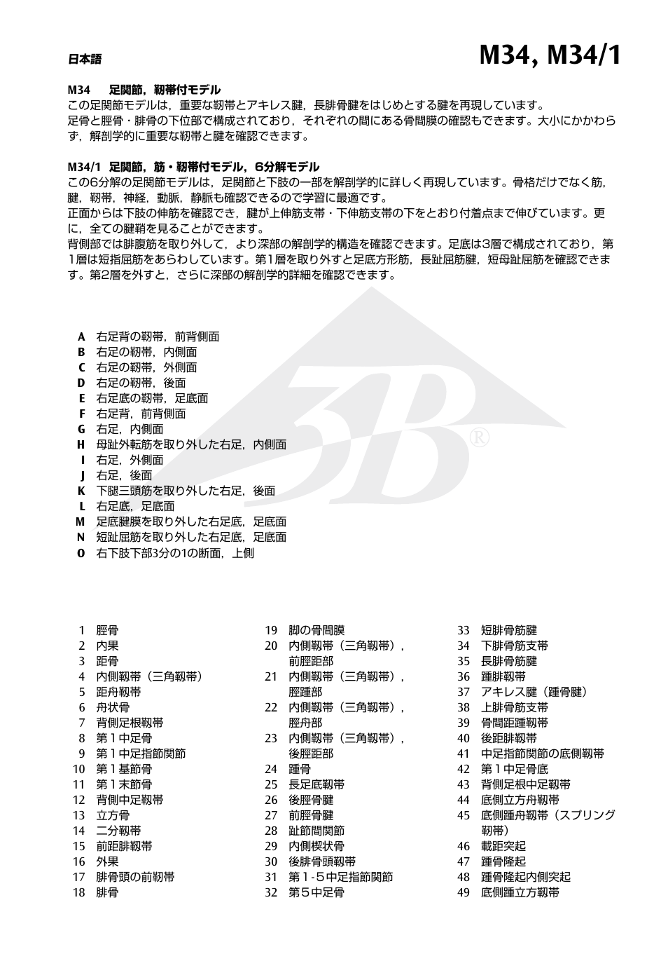 3B Scientific Foot Skeleton Model with Ligaments and Muscles User Manual | Page 34 / 43