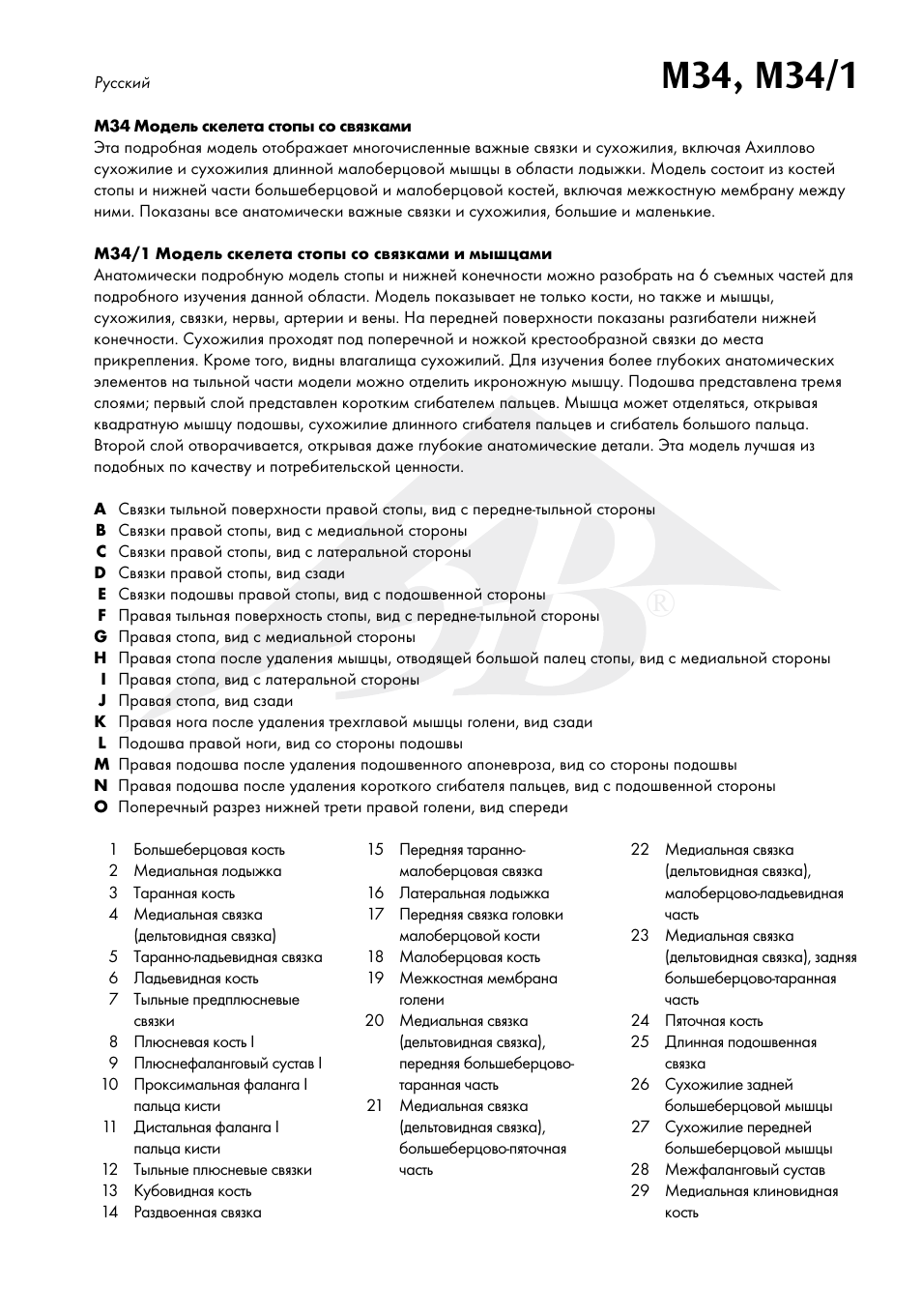 3B Scientific Foot Skeleton Model with Ligaments and Muscles User Manual | Page 36 / 43