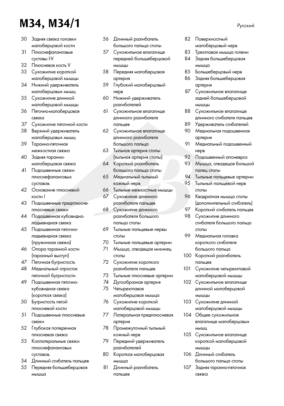 3B Scientific Foot Skeleton Model with Ligaments and Muscles User Manual | Page 37 / 43