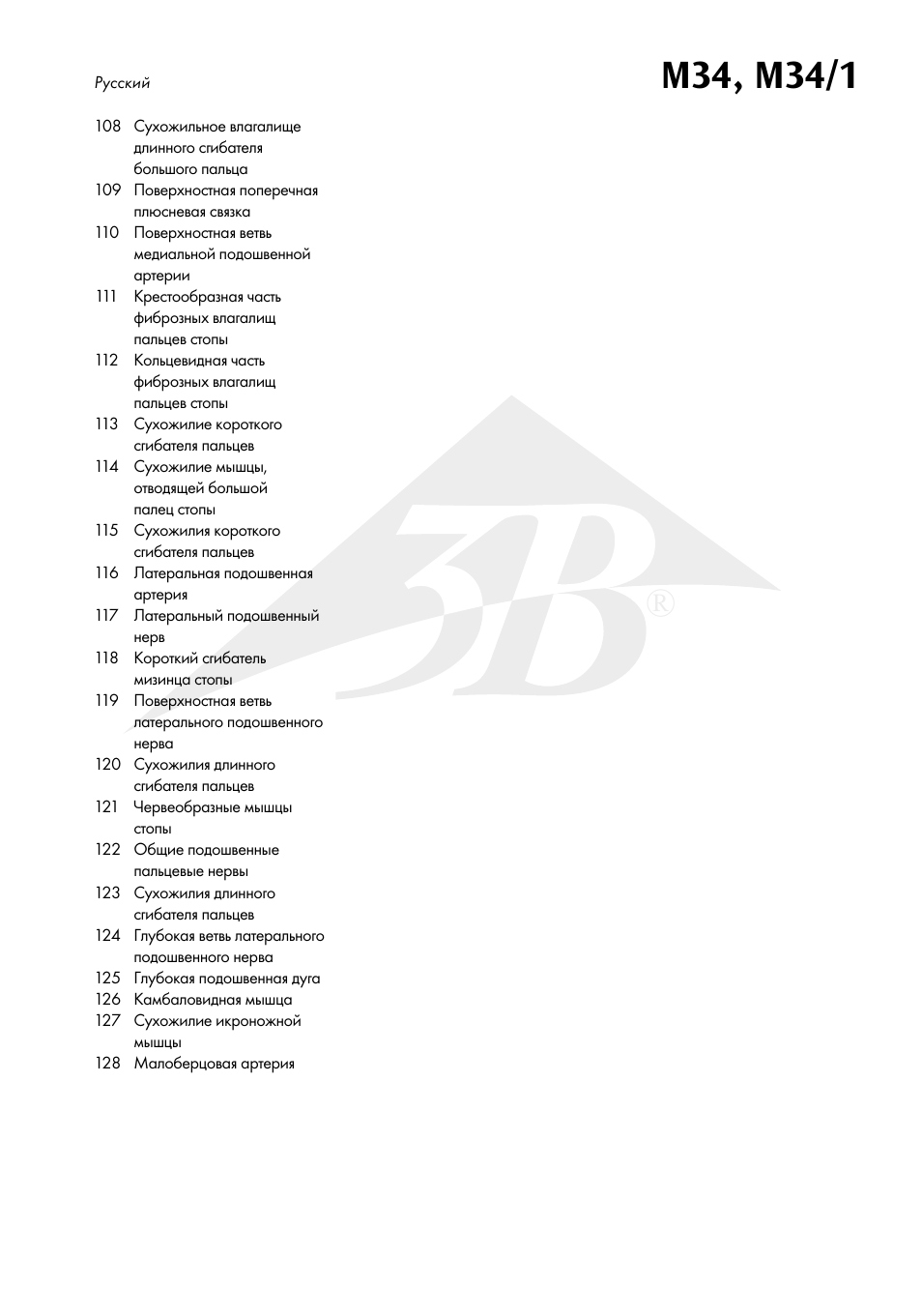 3B Scientific Foot Skeleton Model with Ligaments and Muscles User Manual | Page 38 / 43