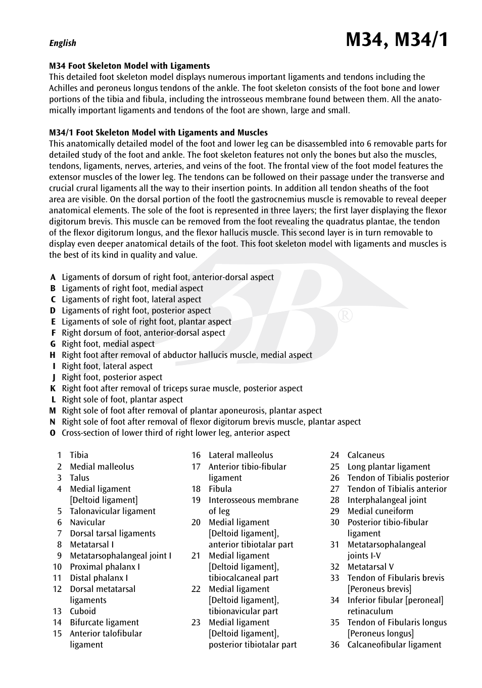 3B Scientific Foot Skeleton Model with Ligaments and Muscles User Manual | Page 4 / 43
