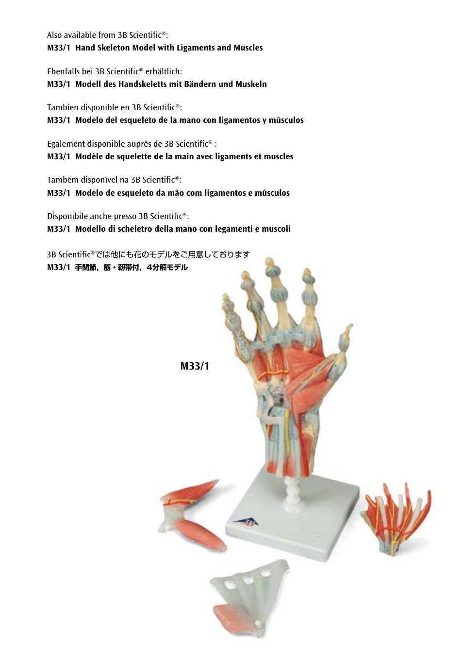 M33/1, 手関節，靭帯付モデル, 手関節，筋・靭帯付，4分解モデル | 3B Scientific Foot Skeleton Model with Ligaments and Muscles User Manual | Page 42 / 43