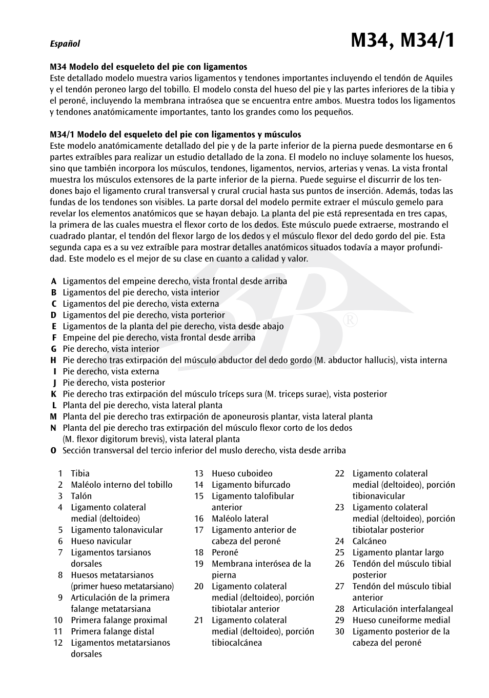 3B Scientific Foot Skeleton Model with Ligaments and Muscles User Manual | Page 8 / 43