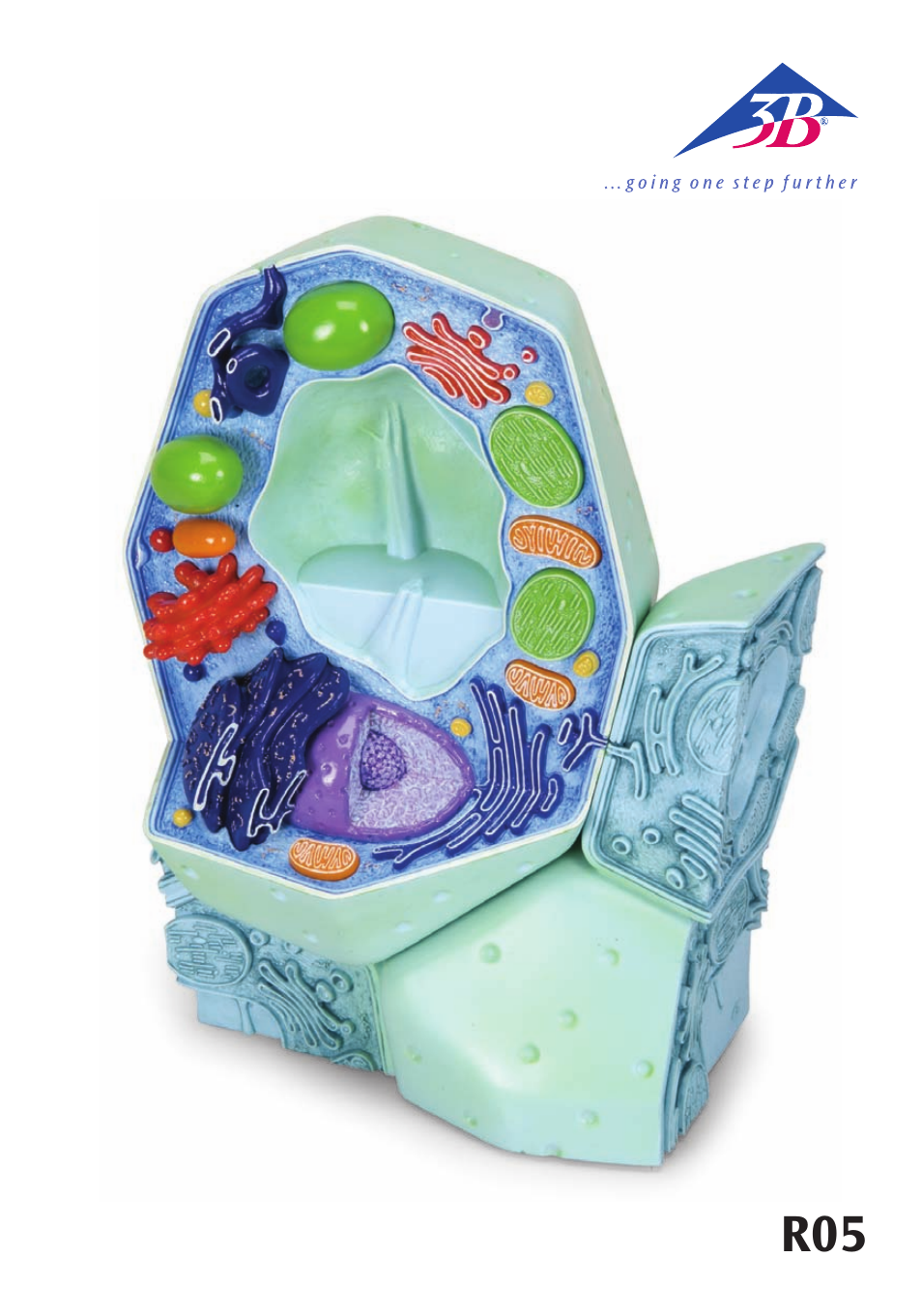3B Scientific Plant cell model, magnified 500,000-1,000,000 times User Manual | 36 pages