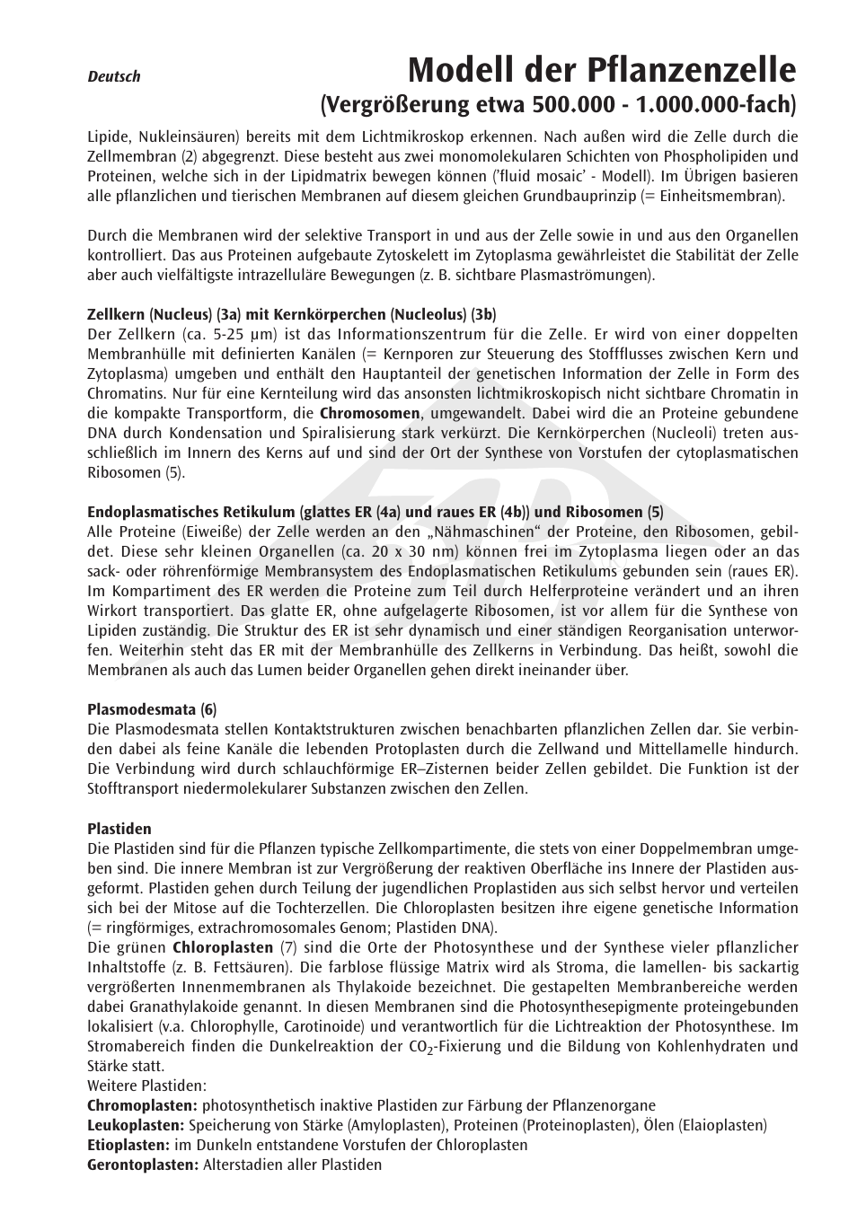 Modell der pflanzenzelle | 3B Scientific Plant cell model, magnified 500,000-1,000,000 times User Manual | Page 7 / 36