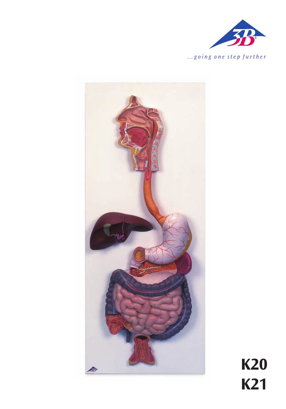 3B Scientific Digestive System, 2 part User Manual | 12 pages