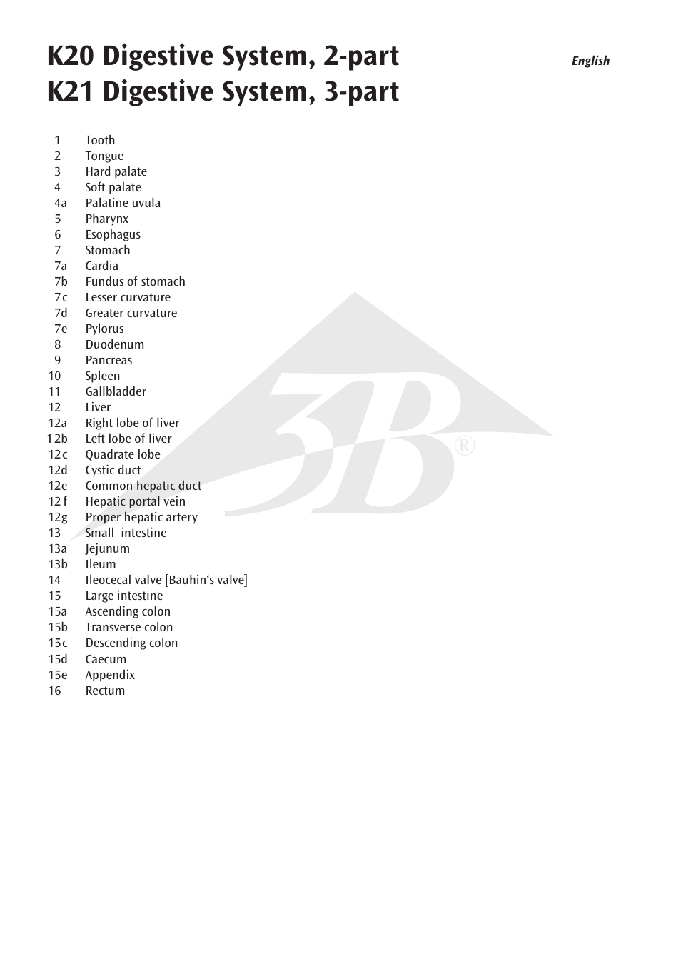 3B Scientific Digestive System, 2 part User Manual | Page 4 / 12