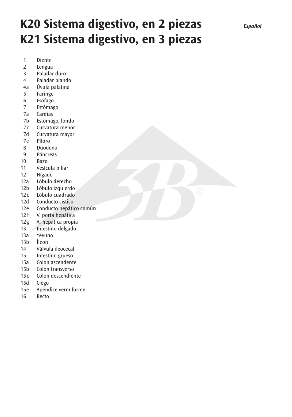 3B Scientific Digestive System, 2 part User Manual | Page 6 / 12