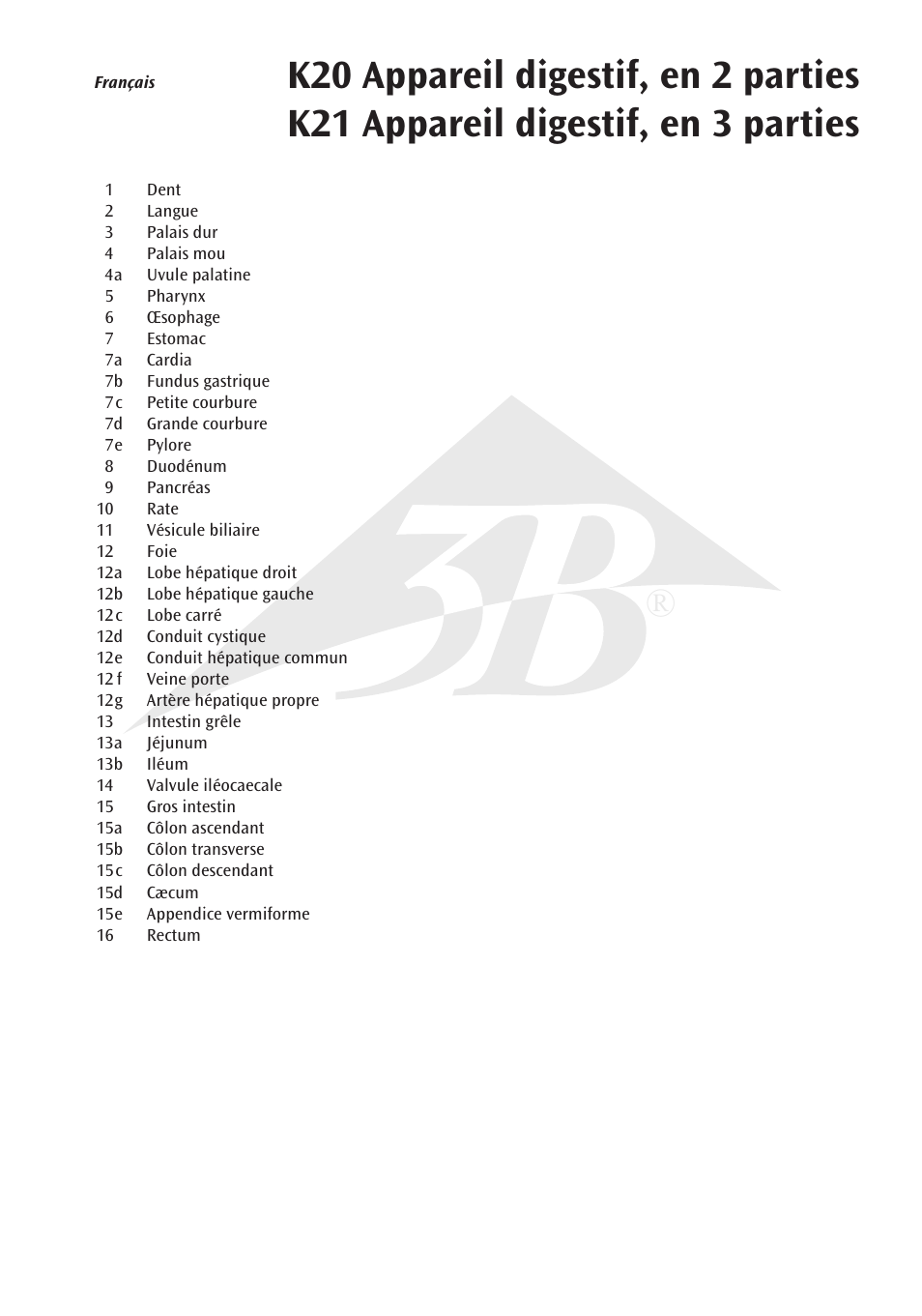3B Scientific Digestive System, 2 part User Manual | Page 7 / 12