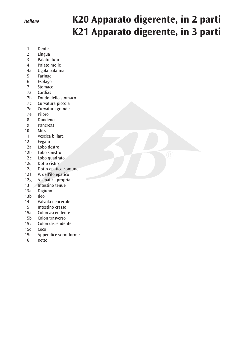 3B Scientific Digestive System, 2 part User Manual | Page 9 / 12