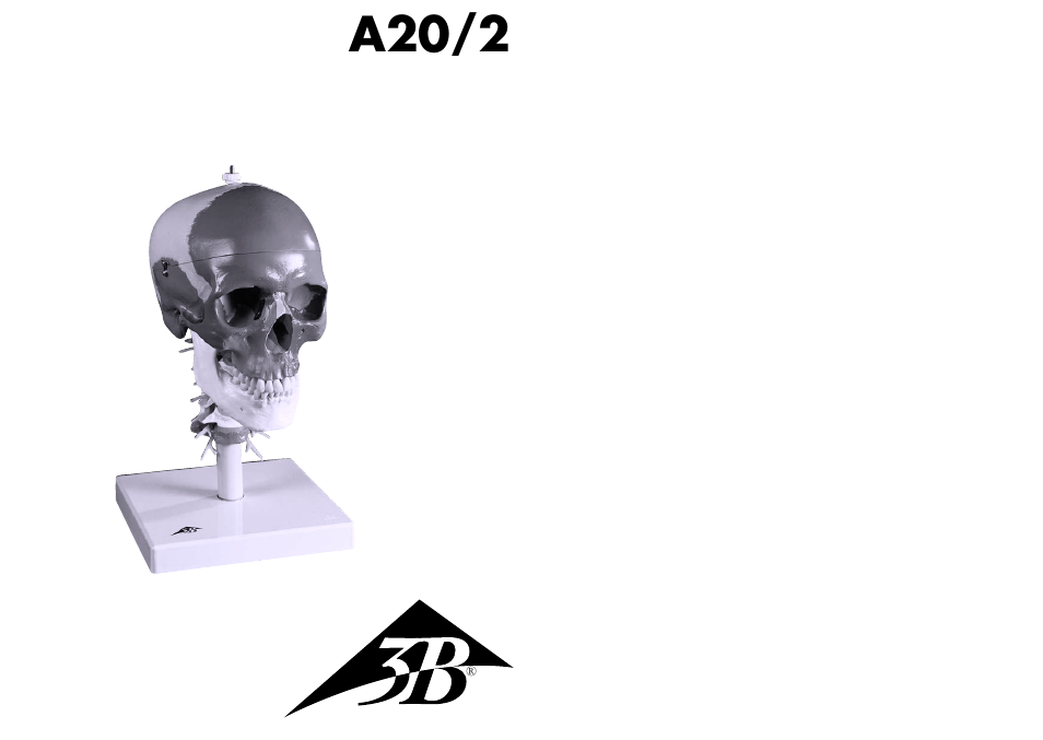 3B Scientific A20/2 User Manual | 5 pages