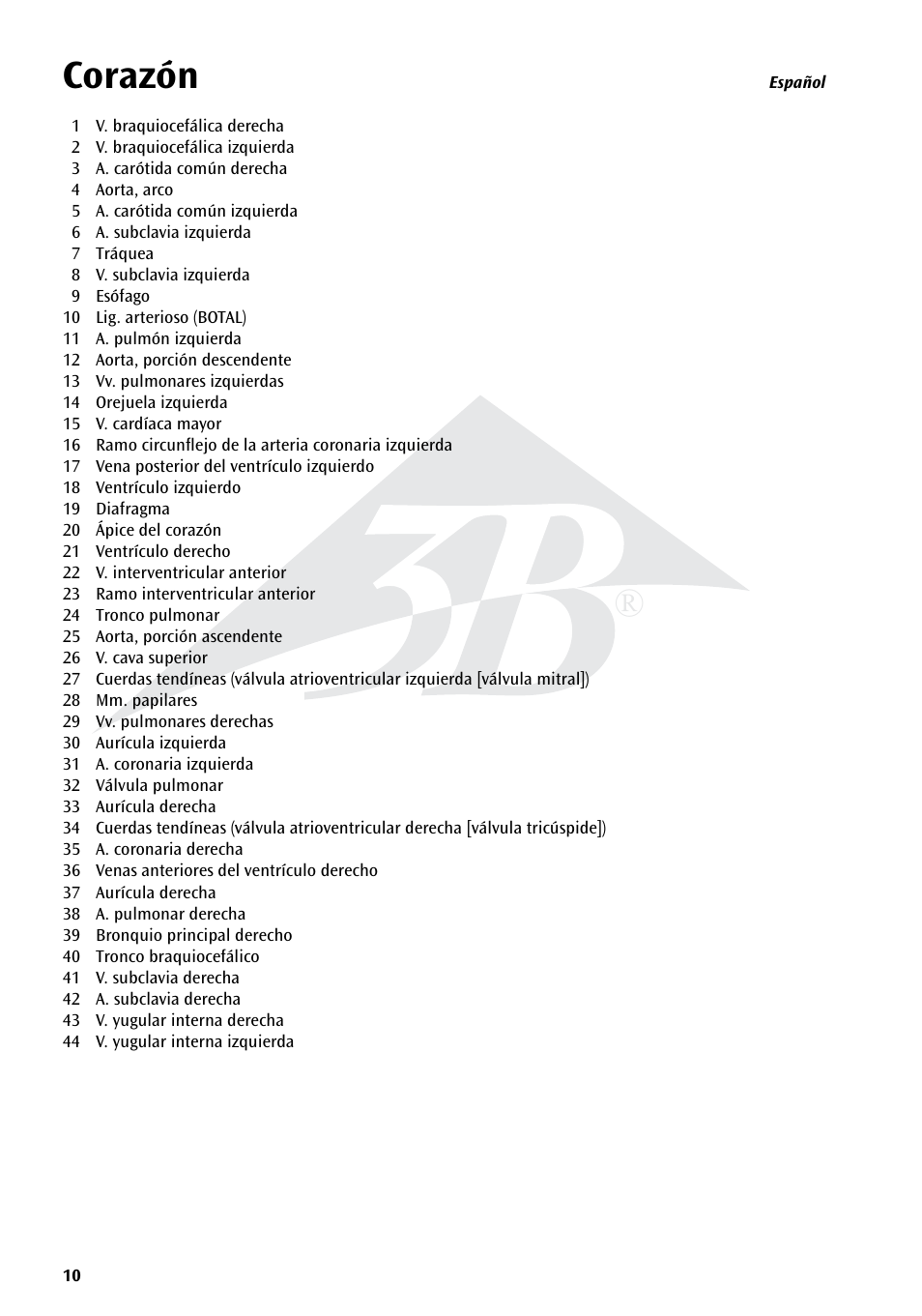 Corazón | 3B Scientific Heart on Diaphragm, 3 times life size, 10 part User Manual | Page 10 / 20