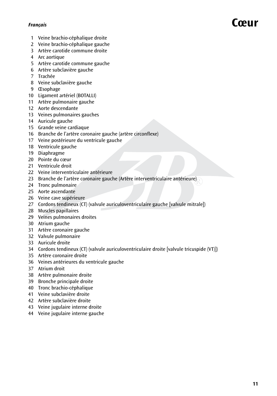 Cœur | 3B Scientific Heart on Diaphragm, 3 times life size, 10 part User Manual | Page 11 / 20