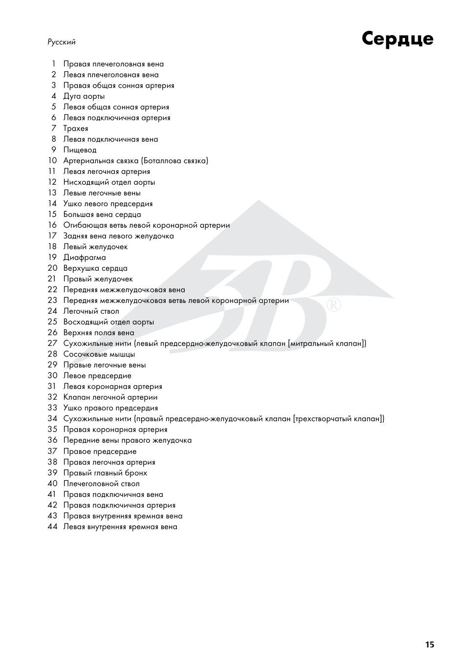 Сердце | 3B Scientific Heart on Diaphragm, 3 times life size, 10 part User Manual | Page 15 / 20