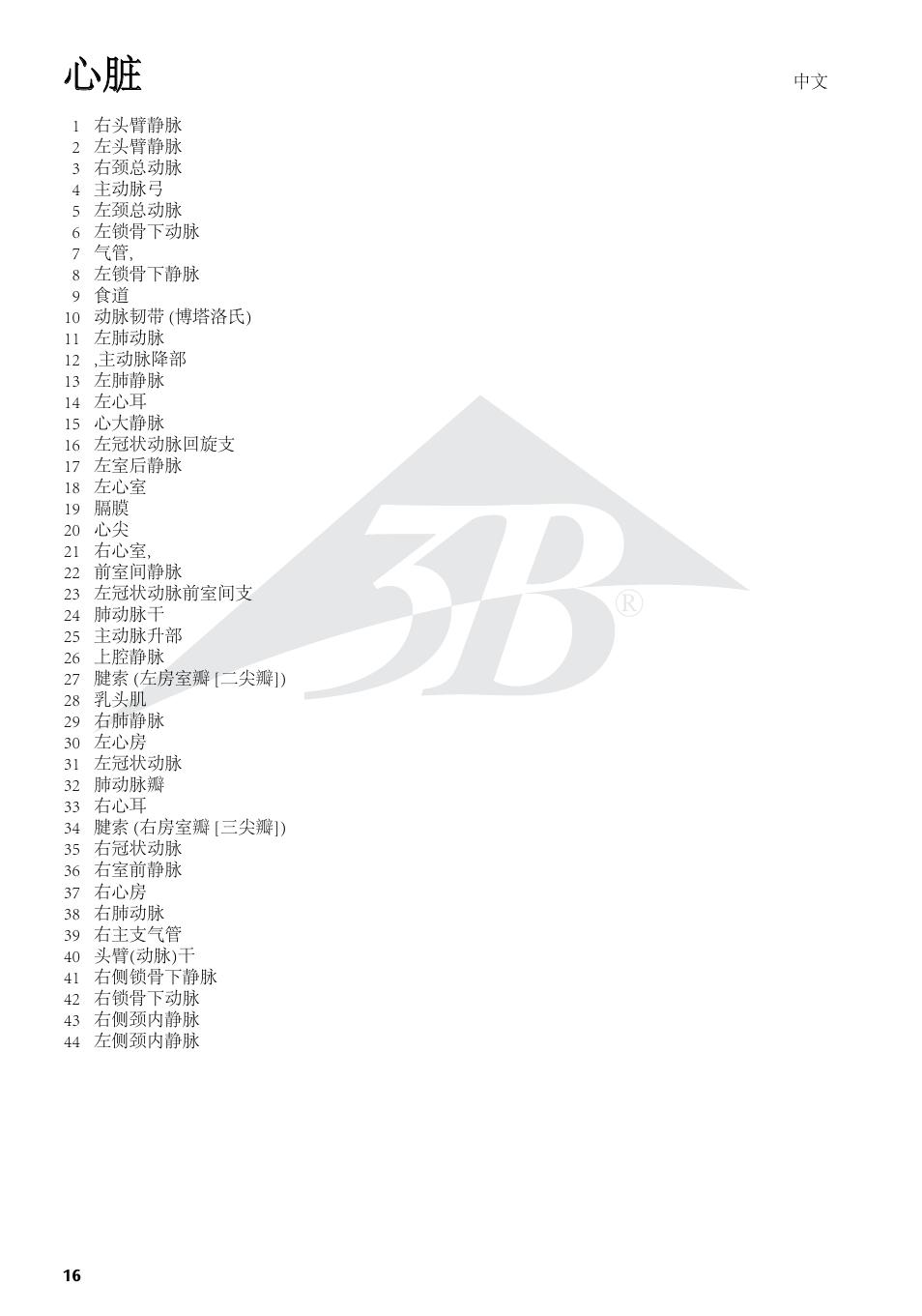 3B Scientific Heart on Diaphragm, 3 times life size, 10 part User Manual | Page 16 / 20