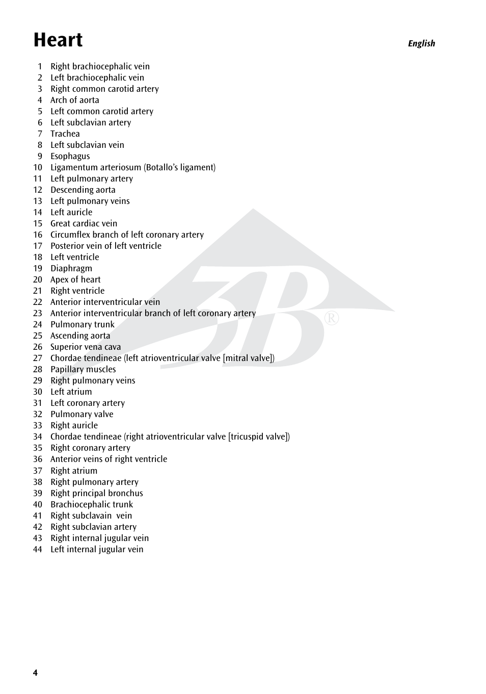 Heart | 3B Scientific Heart on Diaphragm, 3 times life size, 10 part User Manual | Page 4 / 20