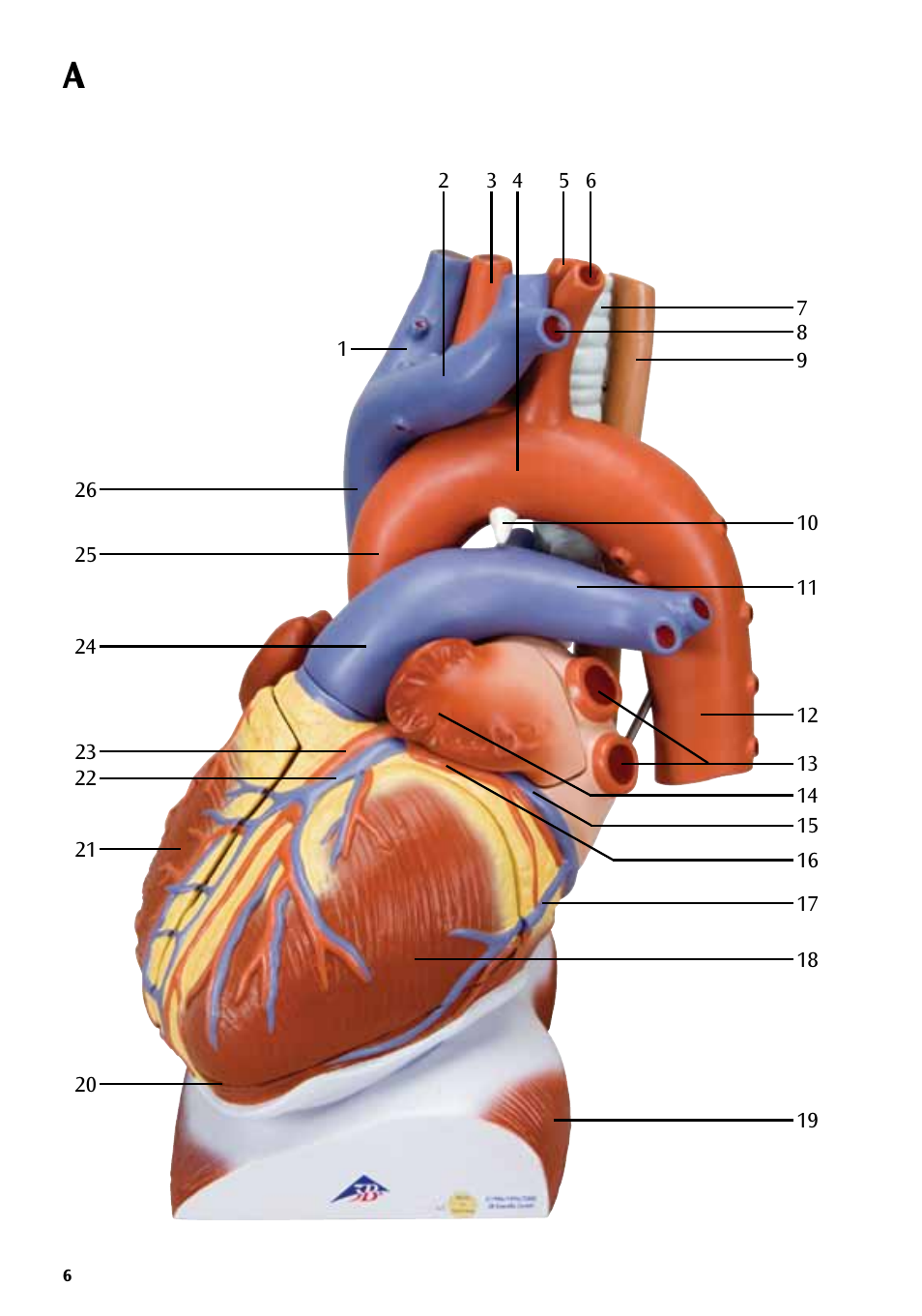 3B Scientific Heart on Diaphragm, 3 times life size, 10 part User Manual | Page 6 / 20