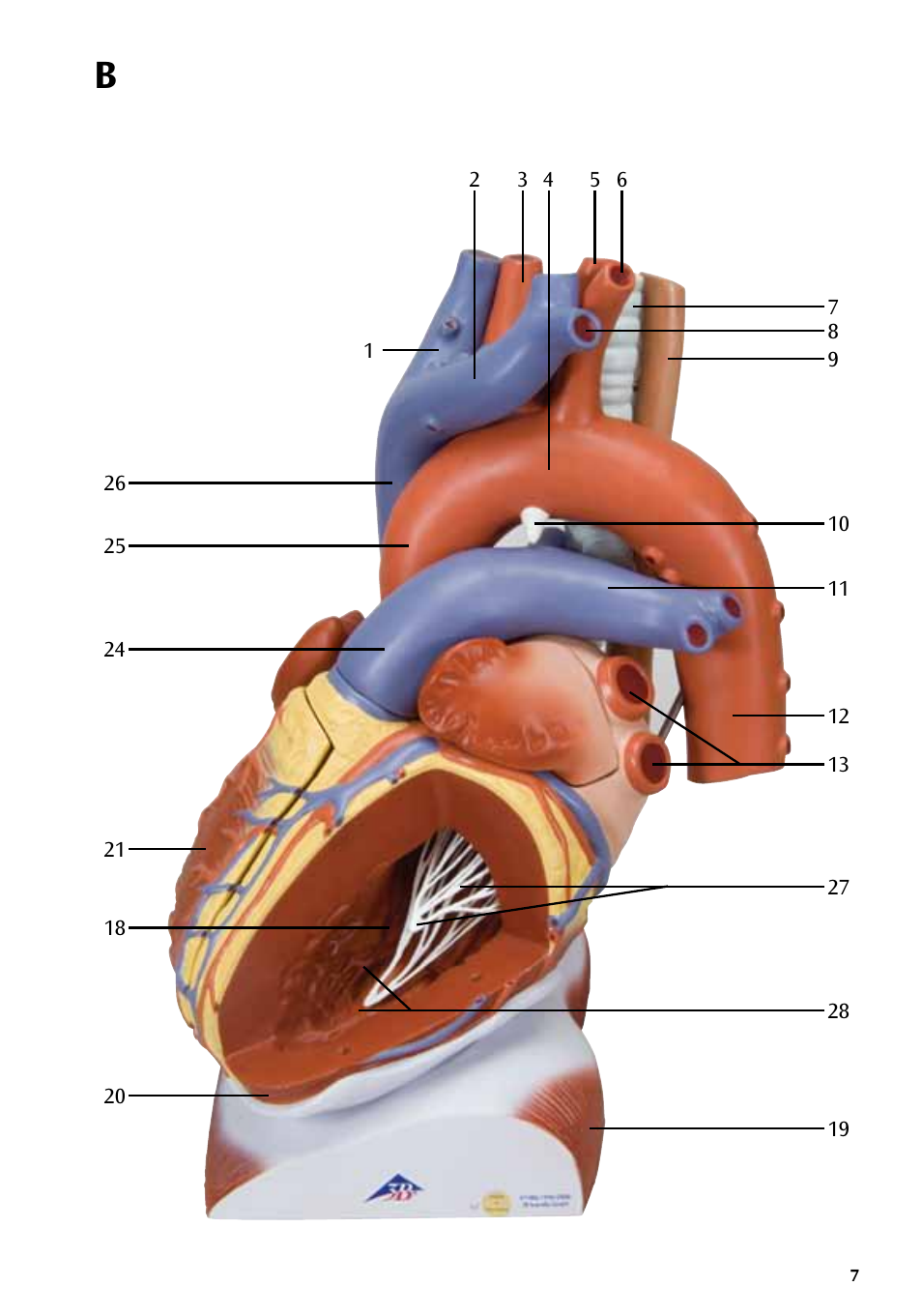 3B Scientific Heart on Diaphragm, 3 times life size, 10 part User Manual | Page 7 / 20