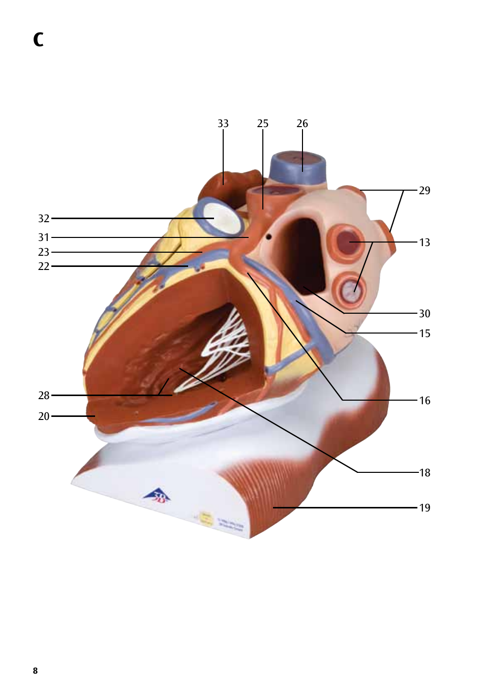 3B Scientific Heart on Diaphragm, 3 times life size, 10 part User Manual | Page 8 / 20