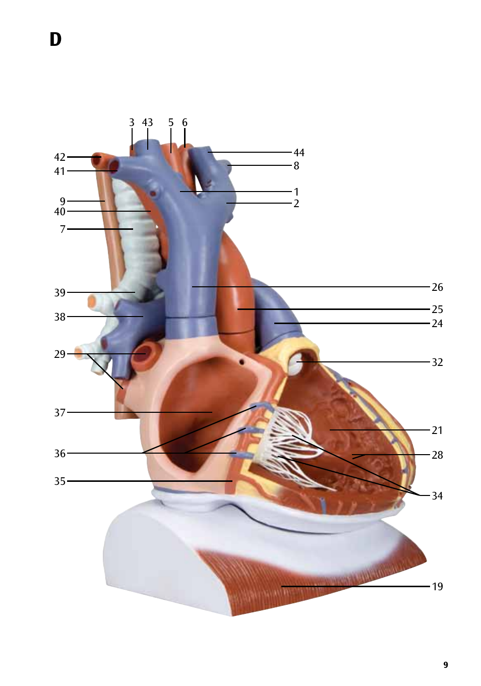 3B Scientific Heart on Diaphragm, 3 times life size, 10 part User Manual | Page 9 / 20