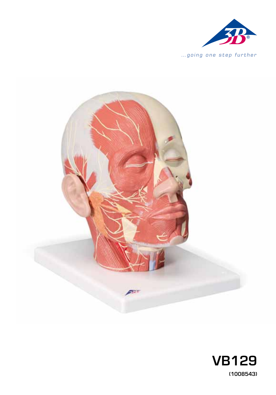 3B Scientific Head Musculature additionally with Nerves User Manual | 20 pages