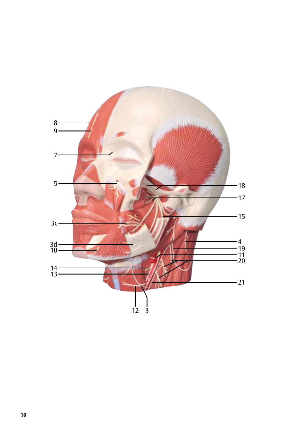 3B Scientific Head Musculature additionally with Nerves User Manual | Page 10 / 20