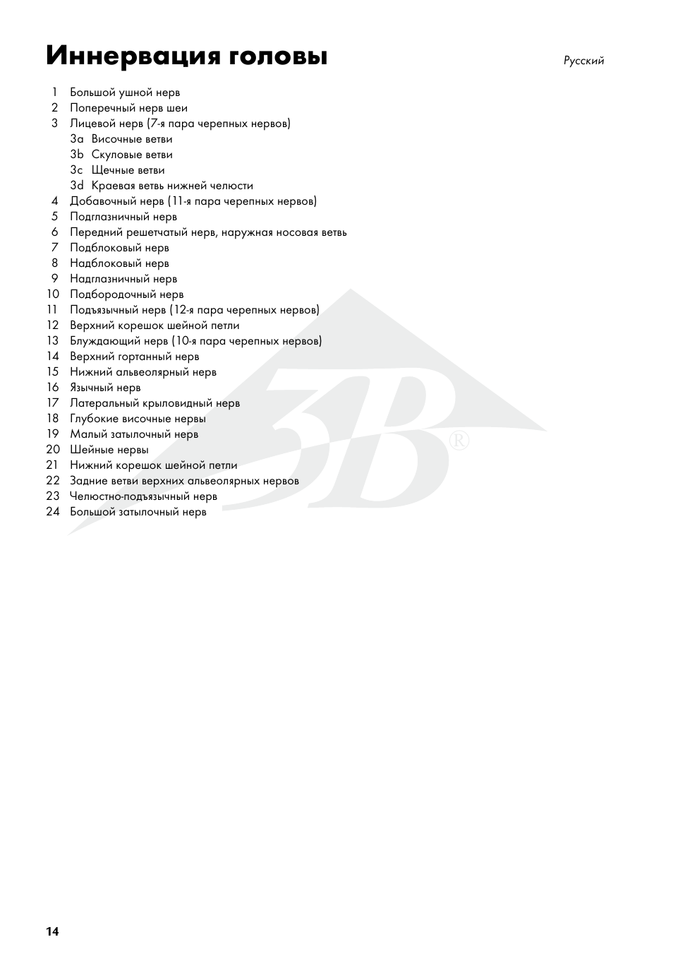 Иннервация головы | 3B Scientific Head Musculature additionally with Nerves User Manual | Page 14 / 20