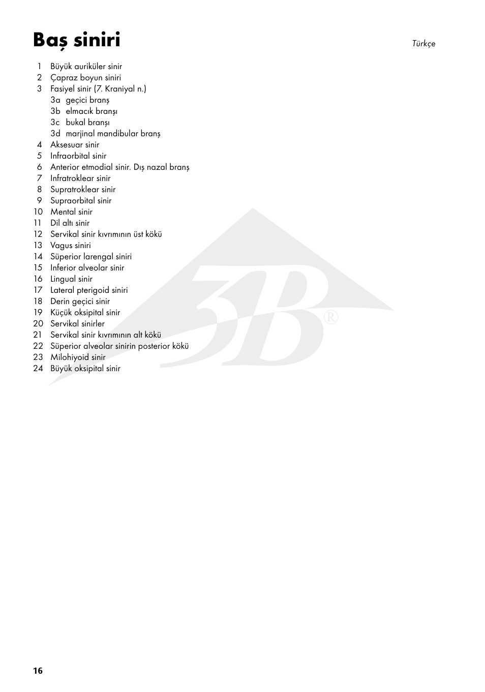 Baş siniri | 3B Scientific Head Musculature additionally with Nerves User Manual | Page 16 / 20