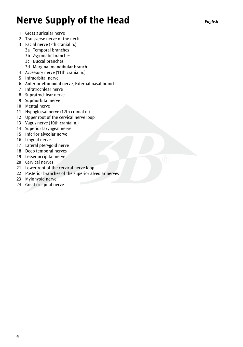 Nerve supply of the head | 3B Scientific Head Musculature additionally with Nerves User Manual | Page 4 / 20