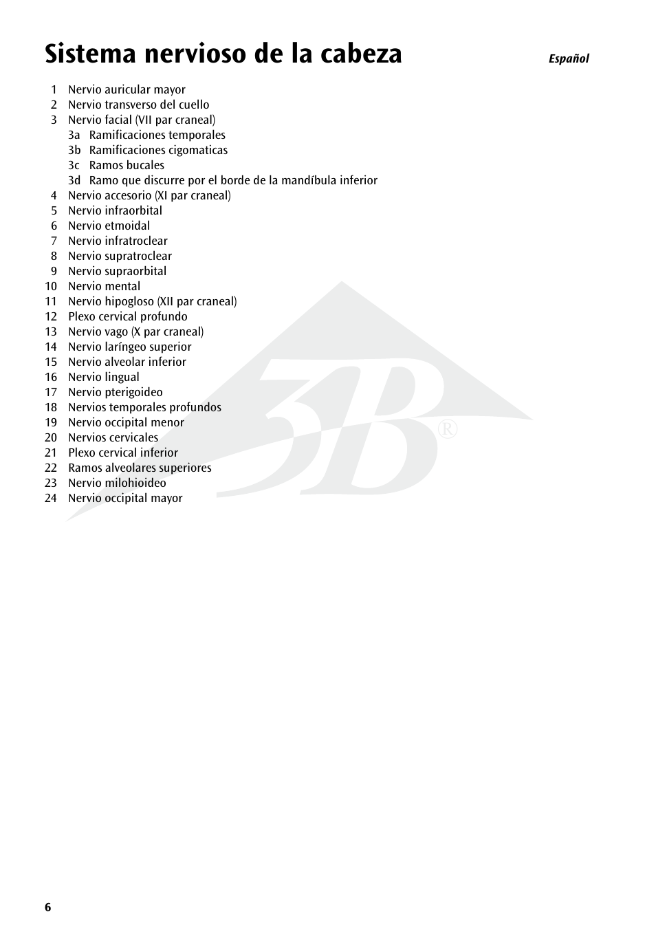 Sistema nervioso de la cabeza | 3B Scientific Head Musculature additionally with Nerves User Manual | Page 6 / 20