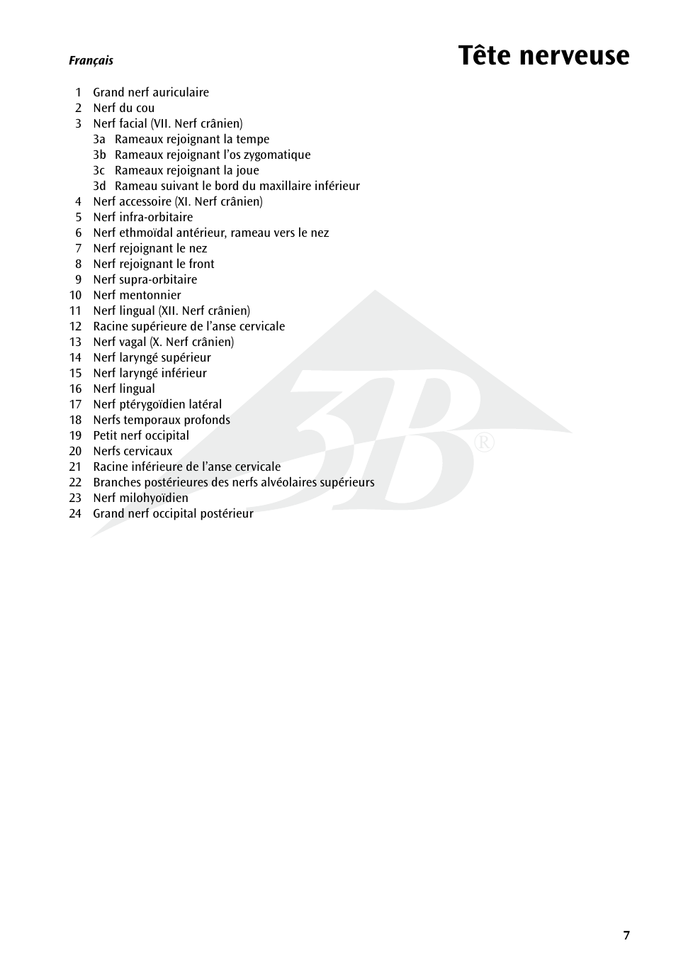 Tête nerveuse | 3B Scientific Head Musculature additionally with Nerves User Manual | Page 7 / 20