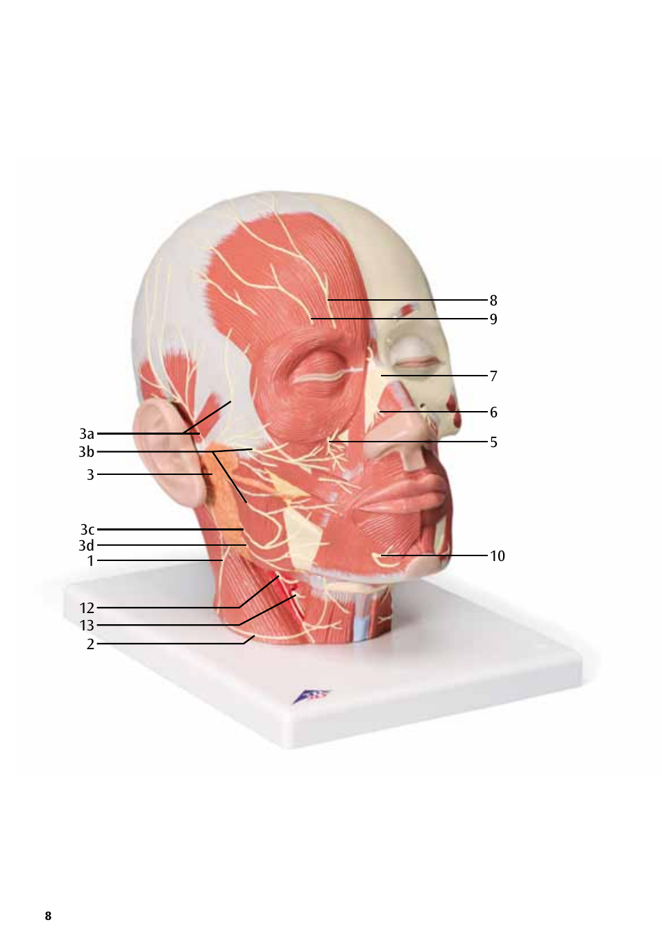 3B Scientific Head Musculature additionally with Nerves User Manual | Page 8 / 20