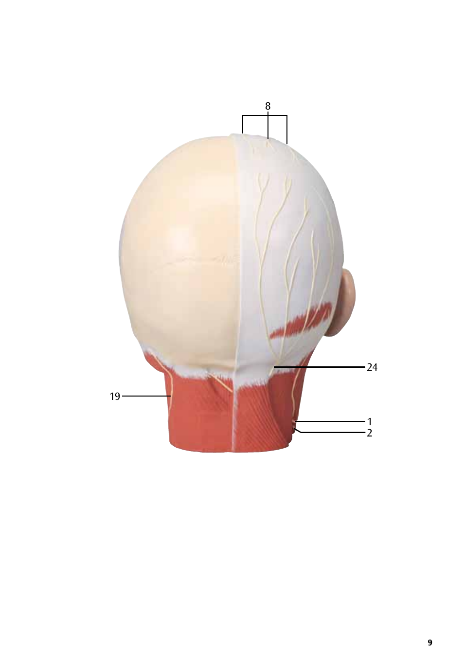 3B Scientific Head Musculature additionally with Nerves User Manual | Page 9 / 20