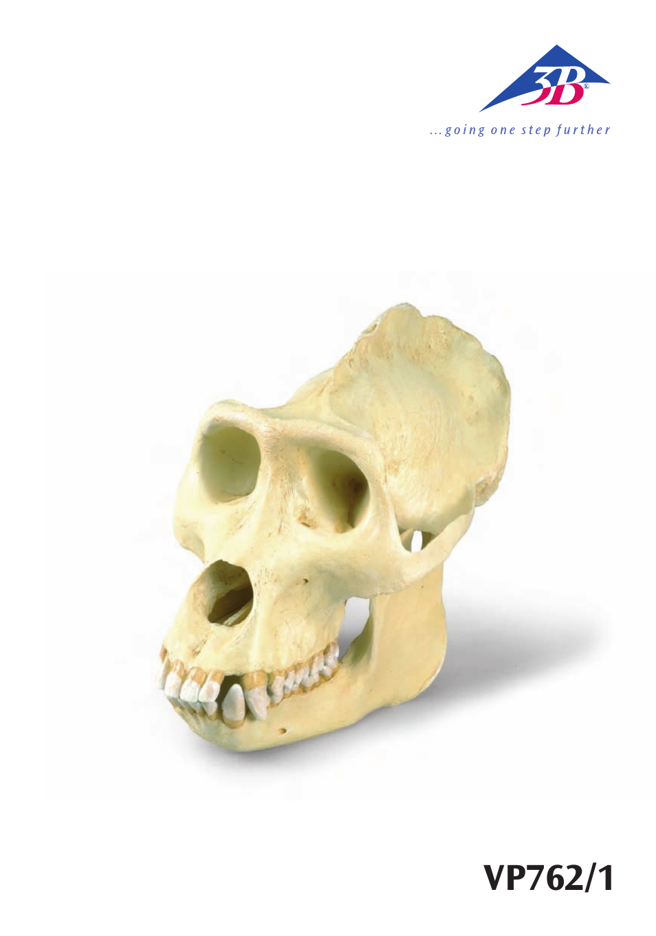 3B Scientific Gorilla Skull (Gorilla gorilla), male User Manual | 20 pages