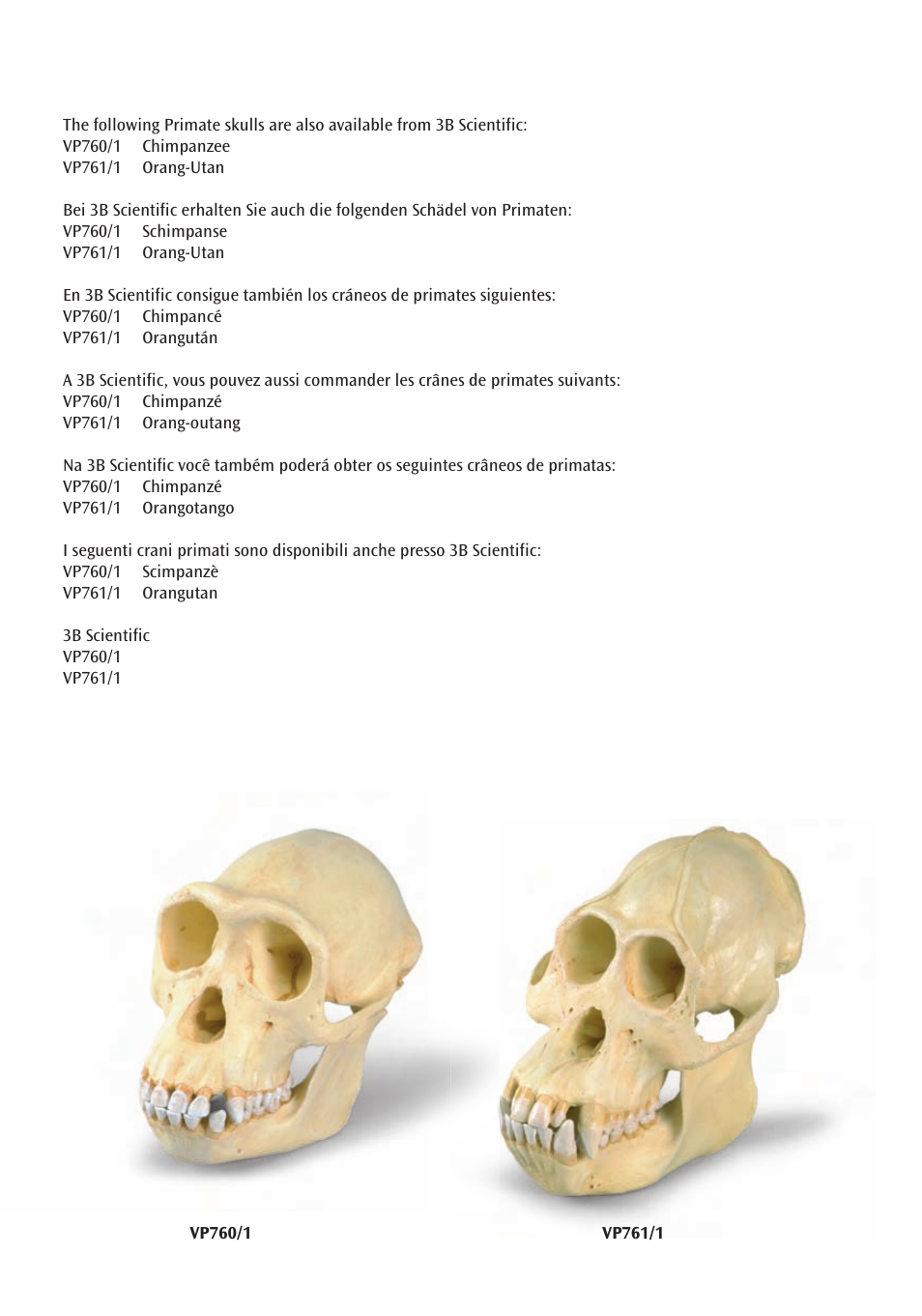 3B Scientific Gorilla Skull (Gorilla gorilla), male User Manual | Page 16 / 20