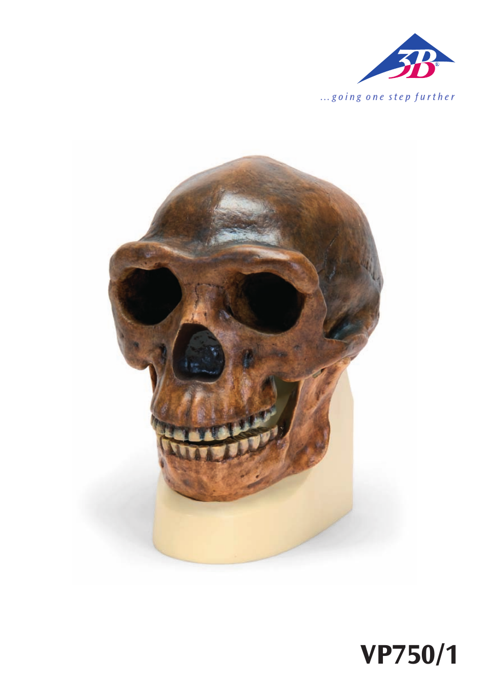 3B Scientific Anthropological Skull Model - Sinanthropus User Manual | 12 pages