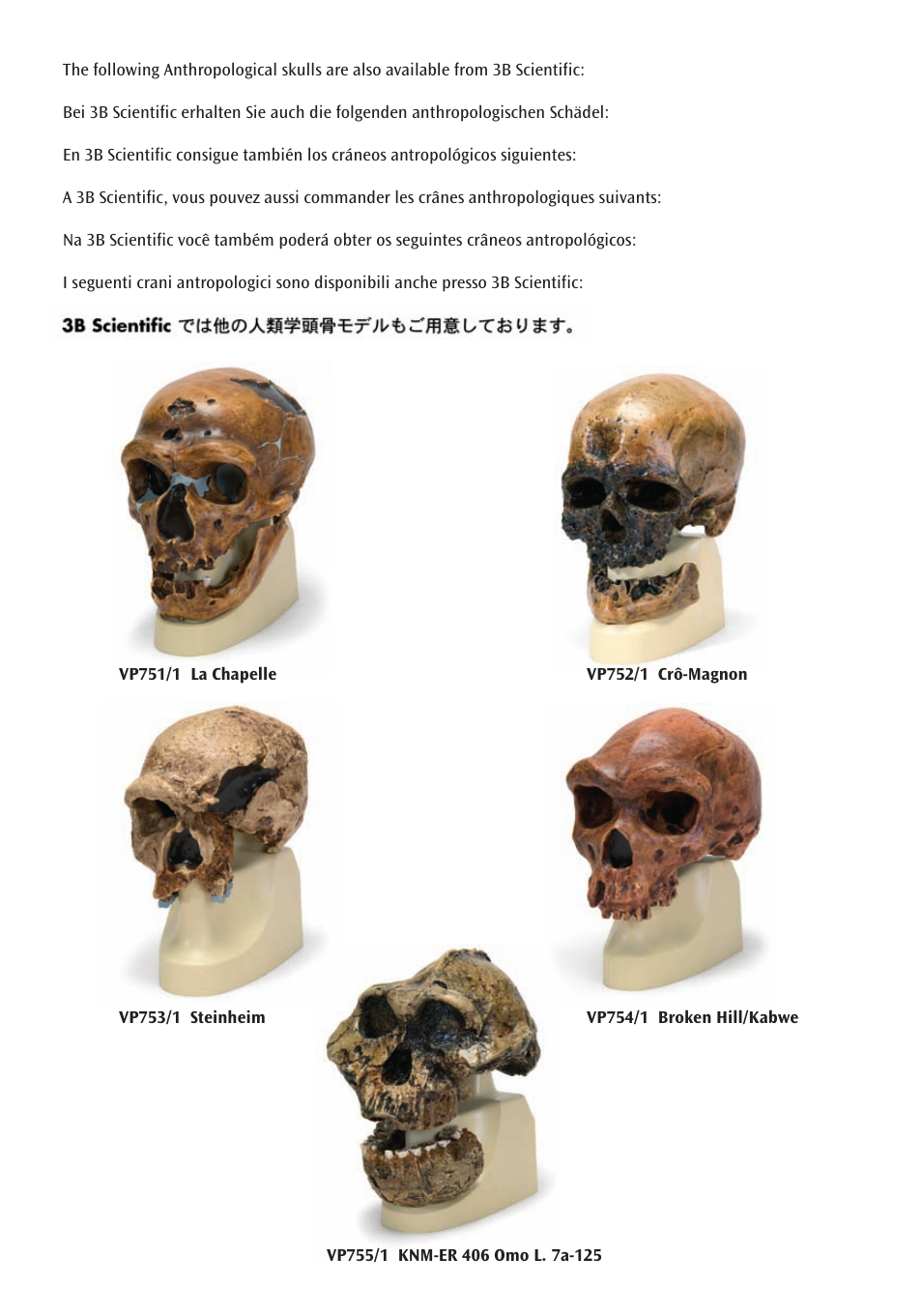 3B Scientific Anthropological Skull Model - Sinanthropus User Manual | Page 10 / 12