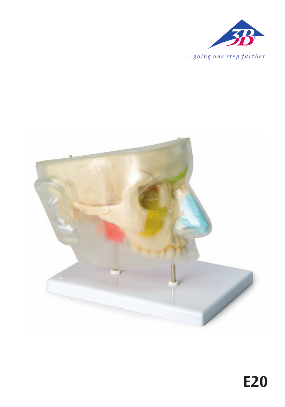 3B Scientific Nose Model with Paranasal Sinuses, 5 part User Manual | 12 pages