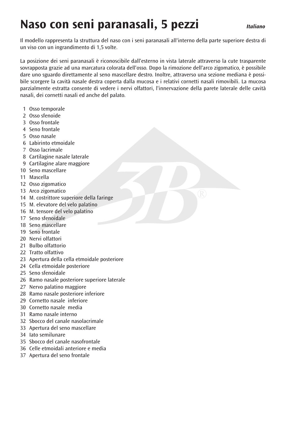 Name, Naso con seni paranasali, 5 pezzi | 3B Scientific Nose Model with Paranasal Sinuses, 5 part User Manual | Page 10 / 12