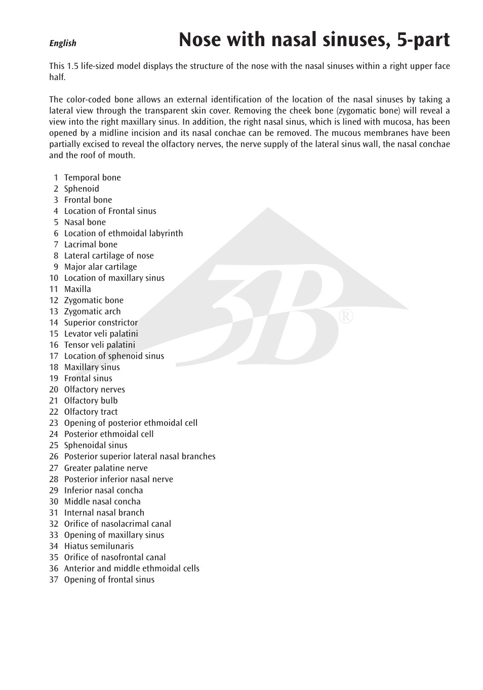 Nose with nasal sinuses, 5-part | 3B Scientific Nose Model with Paranasal Sinuses, 5 part User Manual | Page 3 / 12