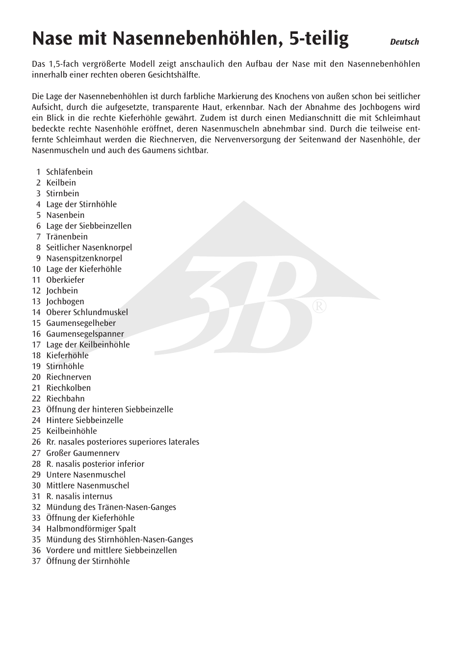 Nase mit nasennebenhöhlen, 5-teilig | 3B Scientific Nose Model with Paranasal Sinuses, 5 part User Manual | Page 4 / 12