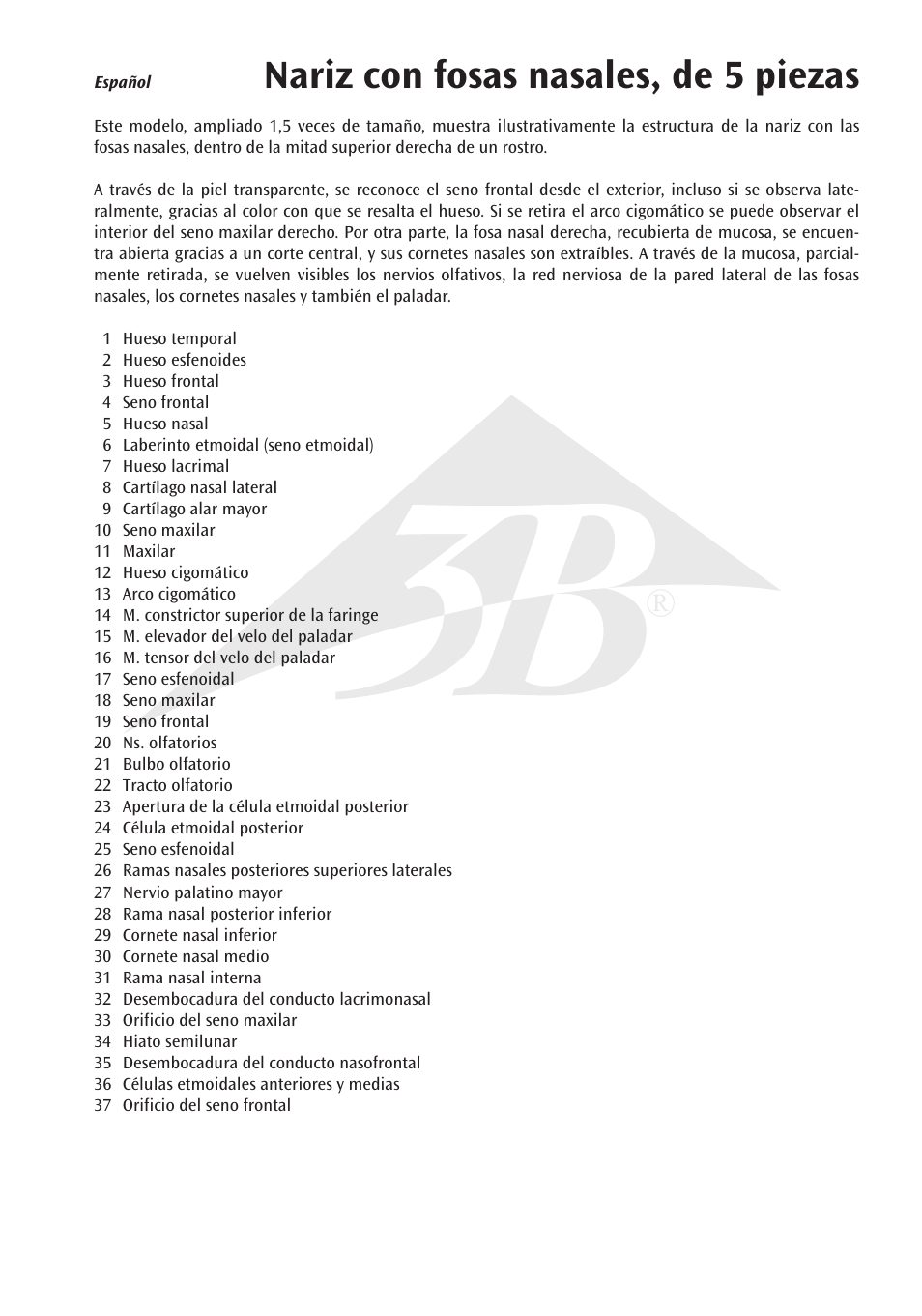 Nariz con fosas nasales, de 5 piezas | 3B Scientific Nose Model with Paranasal Sinuses, 5 part User Manual | Page 5 / 12