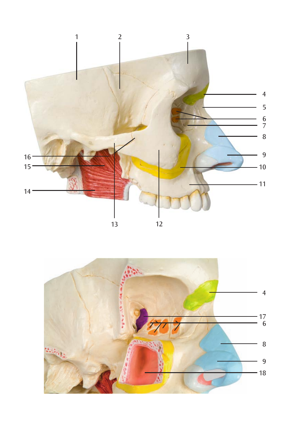 3B Scientific Nose Model with Paranasal Sinuses, 5 part User Manual | Page 6 / 12