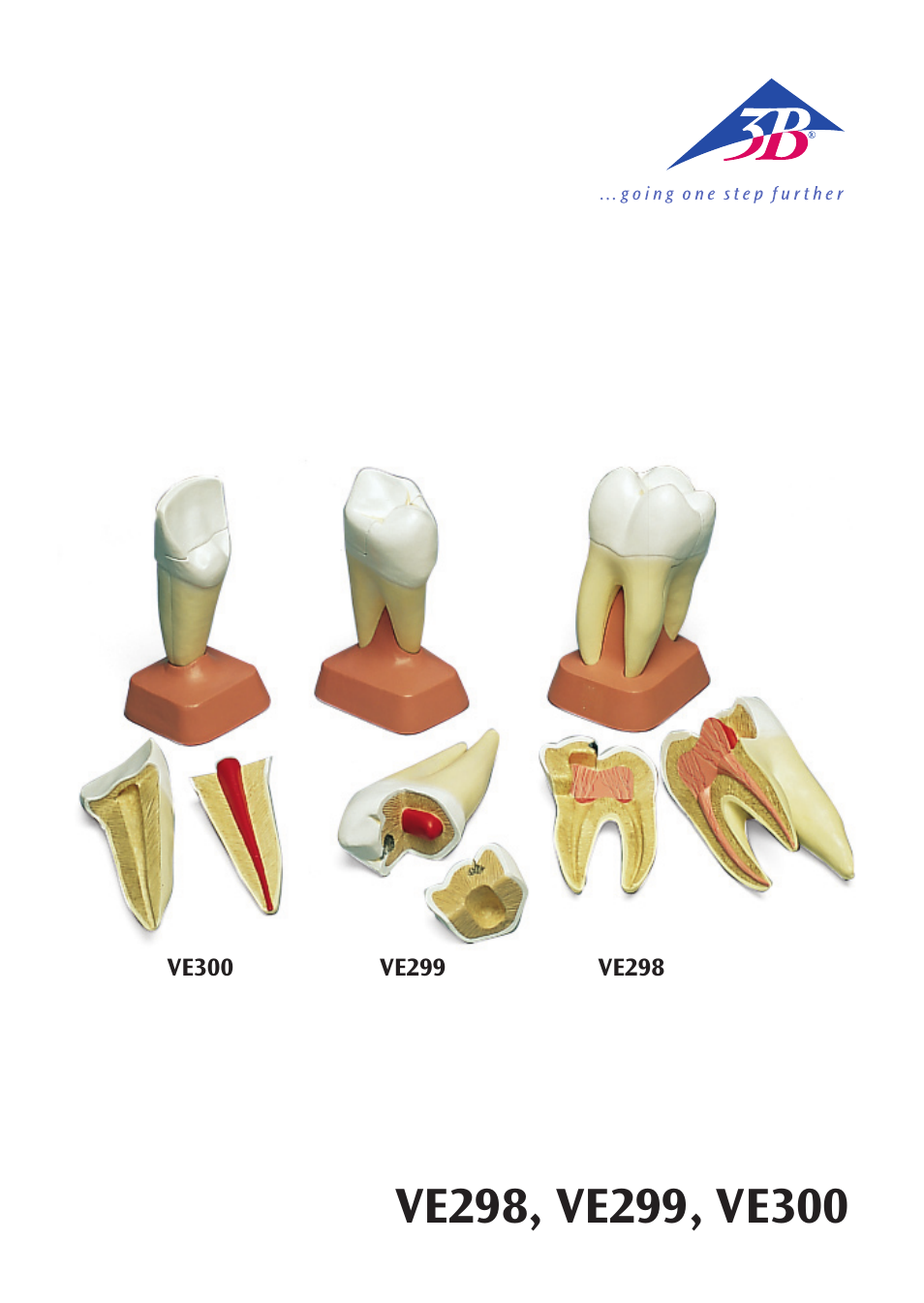 3B Scientific Upper Incisor, 2 part User Manual | 16 pages