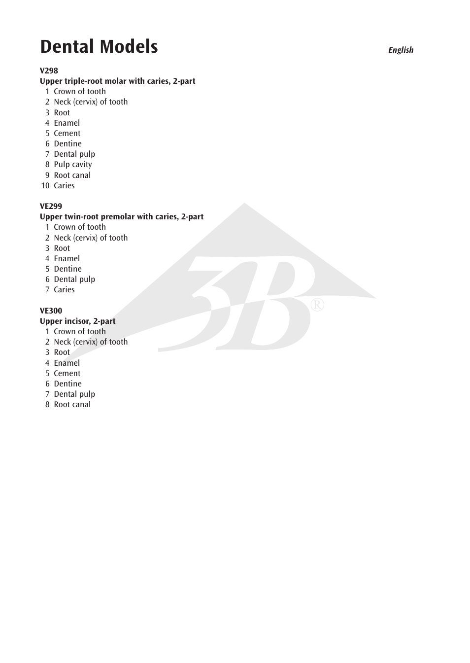 Dental models | 3B Scientific Upper Incisor, 2 part User Manual | Page 4 / 16