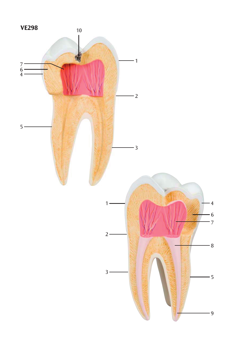 Ve298 | 3B Scientific Upper Incisor, 2 part User Manual | Page 8 / 16