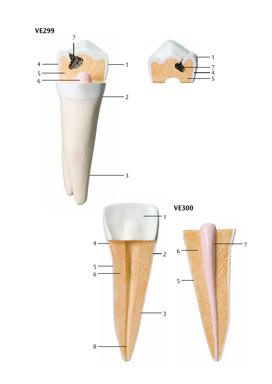 Ve299, Ve300 | 3B Scientific Upper Incisor, 2 part User Manual | Page 9 / 16