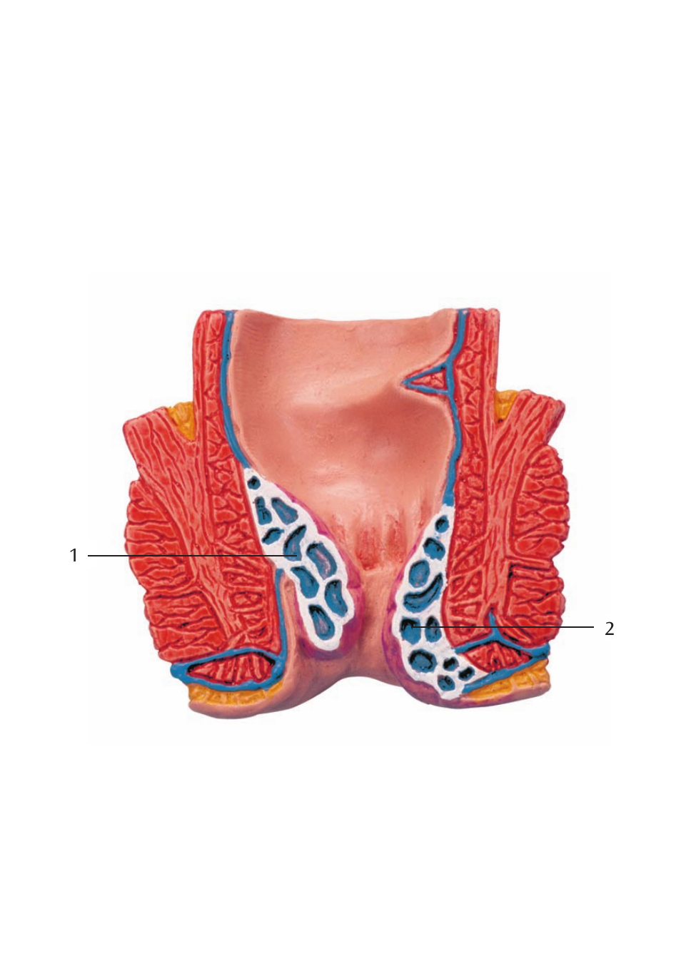 3B Scientific Hemorrhoid Model User Manual | Page 7 / 12