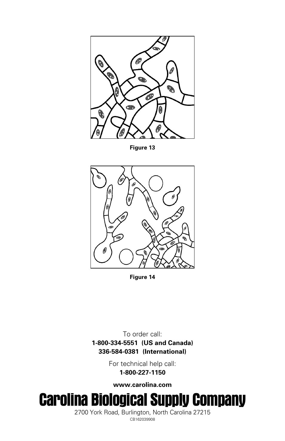 Carolina biological supply company | Carolina 3M Petrifilm Yeast & Molds Count Plates User Manual | Page 8 / 8