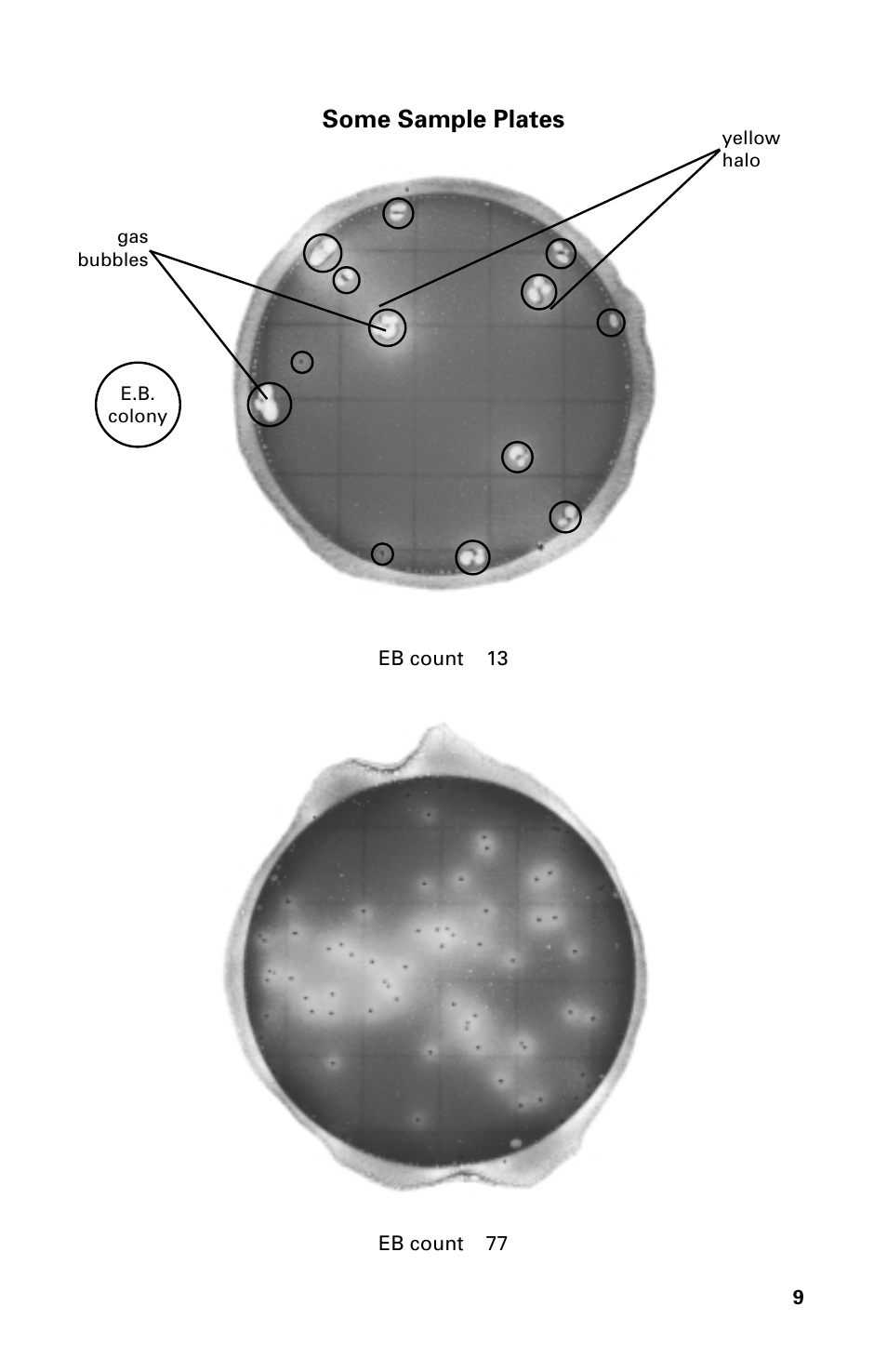 Some sample plates | Carolina 3M Petrifilm Enterobacteriaceae Count Plates User Manual | Page 9 / 12